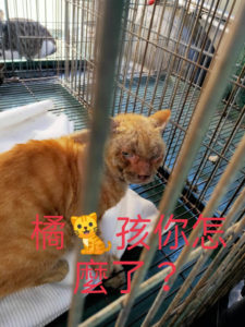 斗六火車站瞎眼橘貓